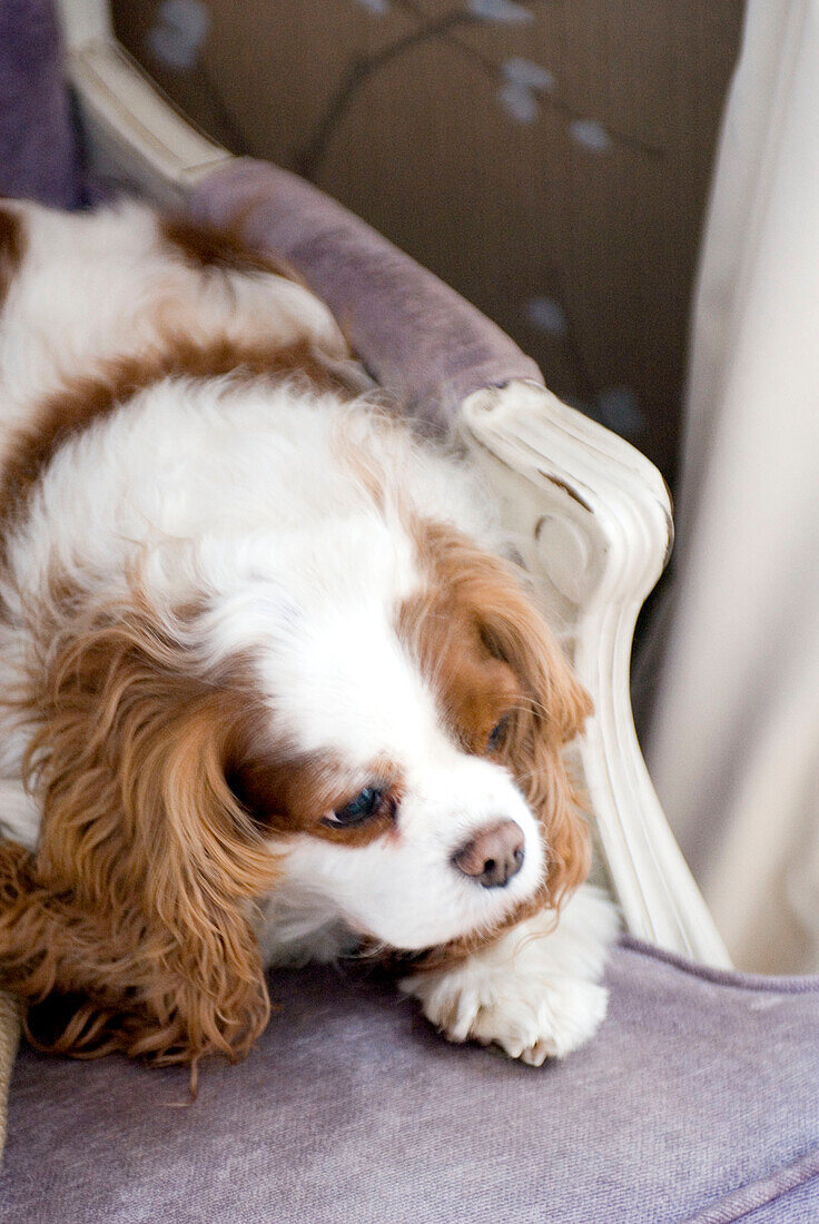 Cavalier King Charles Spaniel lying on armchair