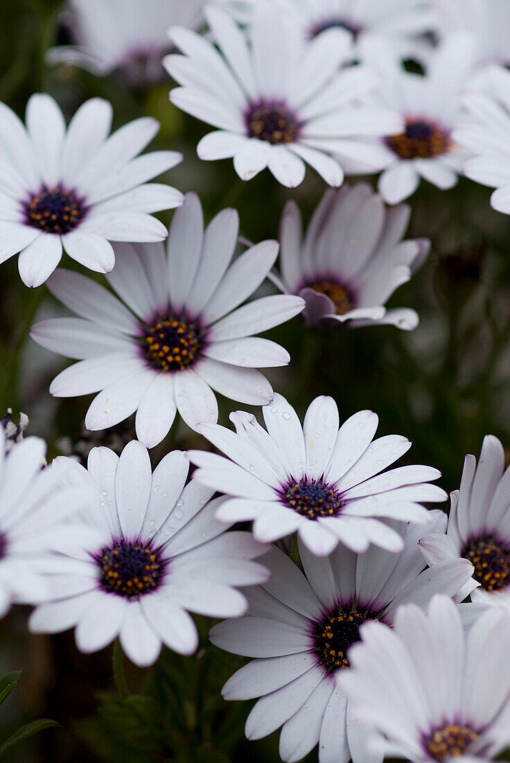 Detail von weißen Gartenblumen