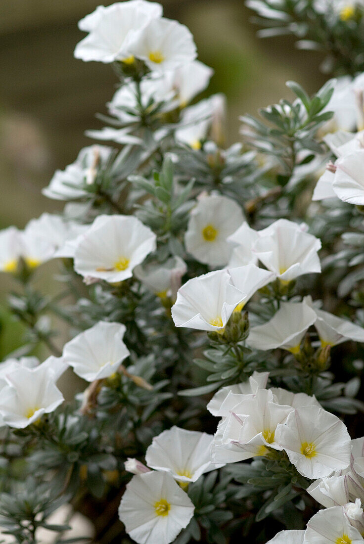 Detail of white garden flowers
