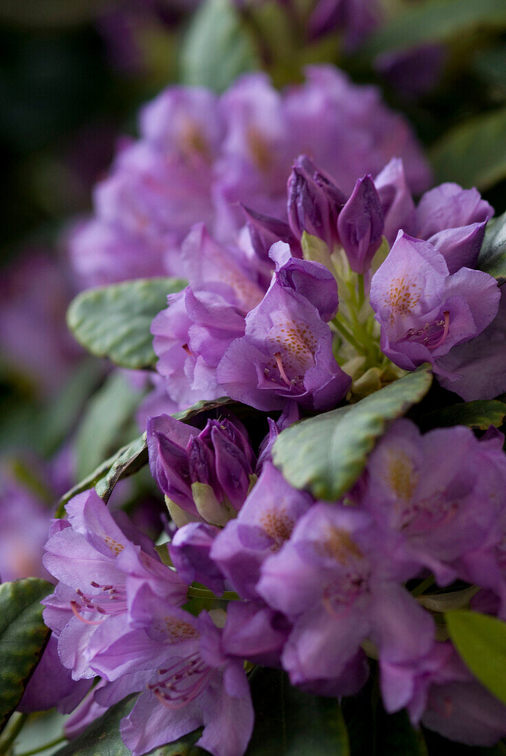 Violette Blumen in einem Garten