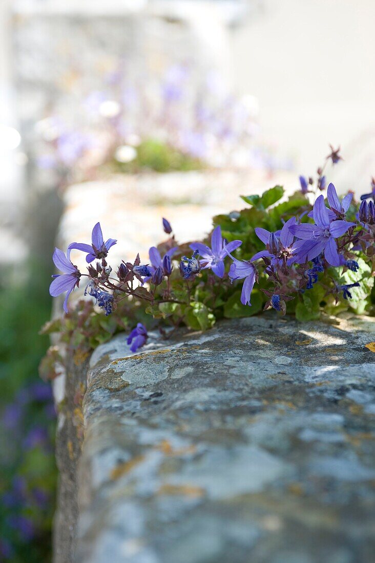Blumen wachsen an einer Steinmauer