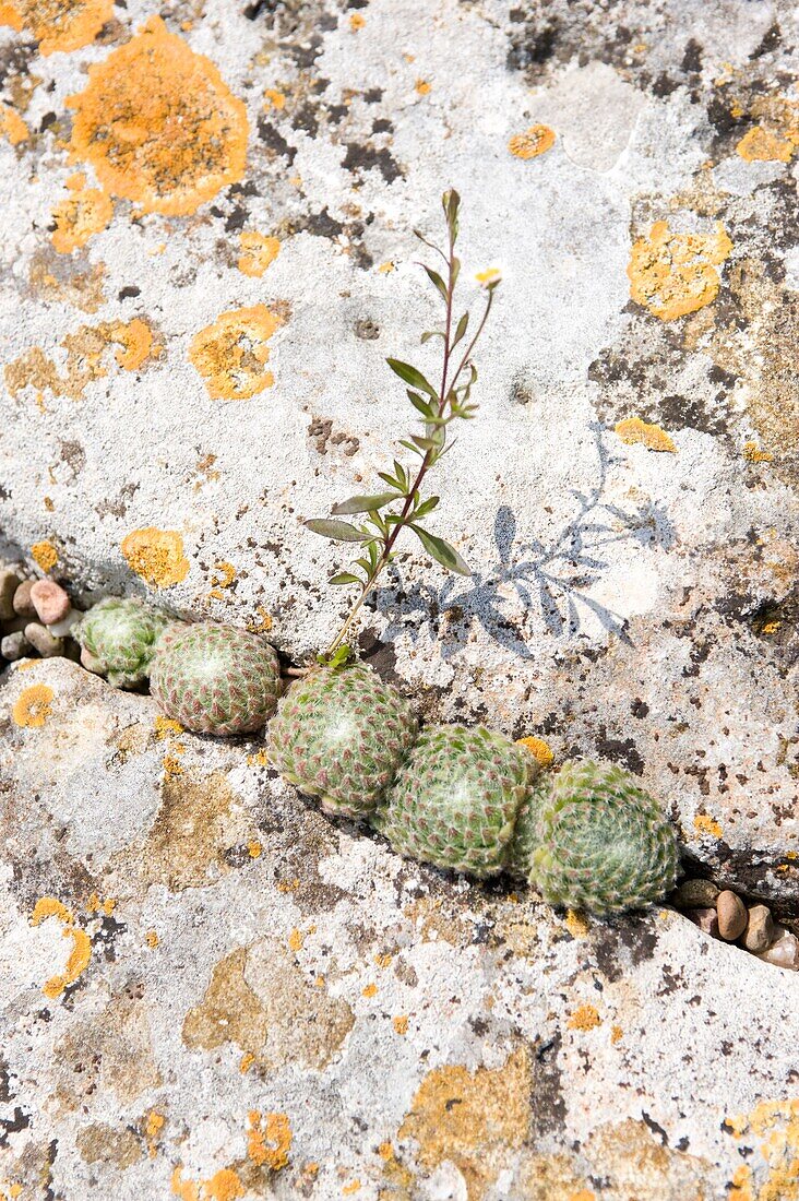 Pflanzen wachsen in einem Riss in einer Steinmauer