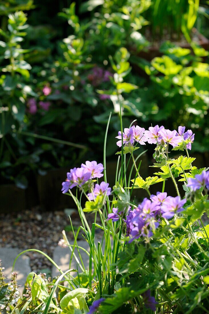 Violette Blumen im Garten