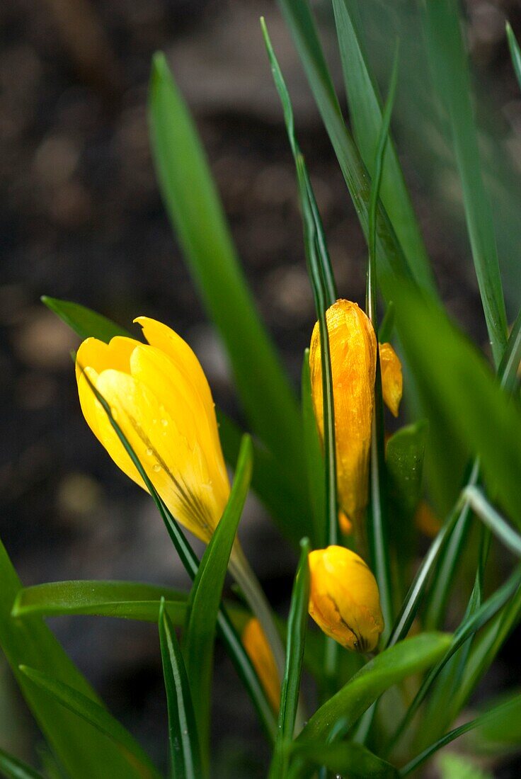 Gelbe Frühlingsblumen in Nahaufnahme