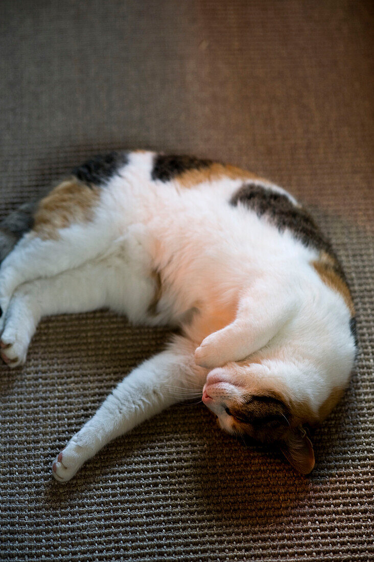 Tabby-Katze kratzt sich auf einer Matte