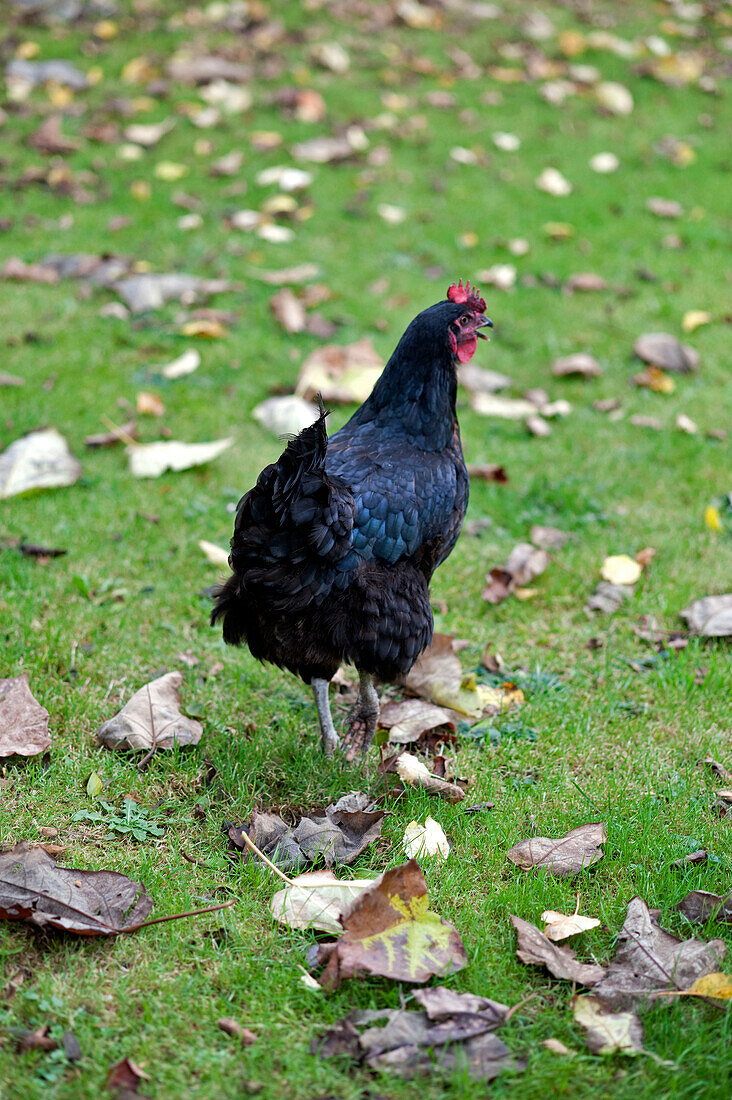Black cockerel walks on grass with fallen leaves in Yeovil Somerset, England, UK