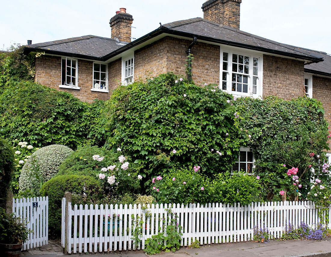 Weißer Lattenzaun und Kletterpflanzen an der Außenseite eines Londoner Einfamilienhauses England UK