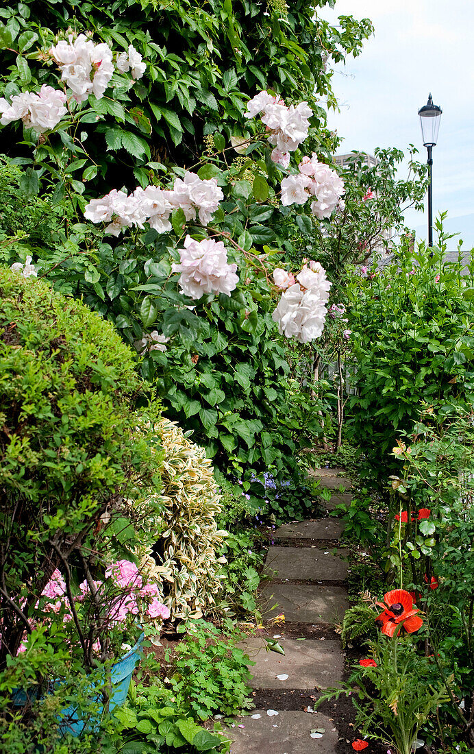 Pink roses and garden path in London garden England UK