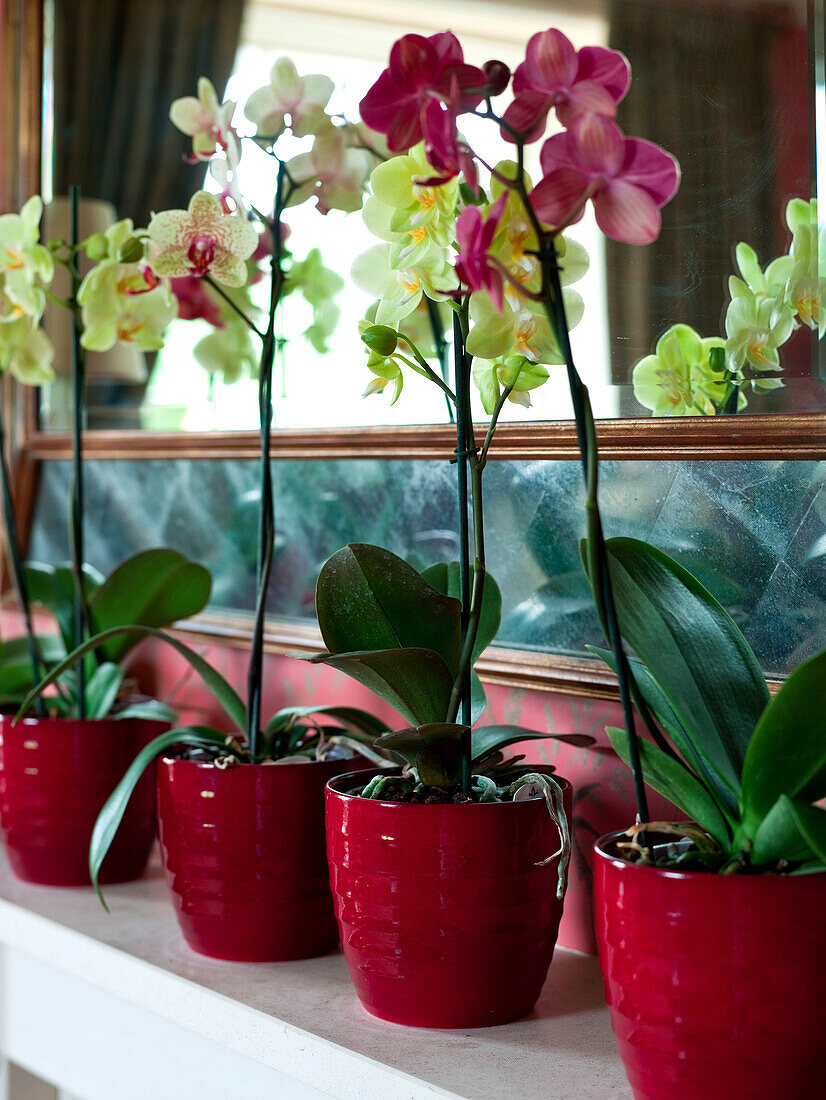 Orchideen im Spiegel über dem Kaminsims in einem Landhaus in Suffolk, England, UK