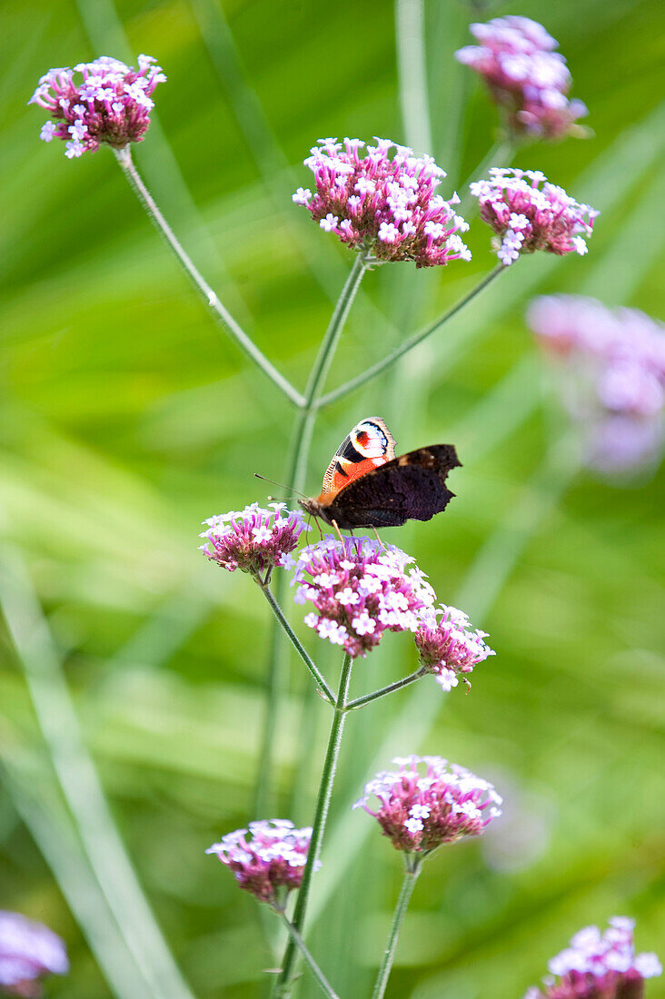 Schmetterling auf einer rosafarbenen Blume (möglicherweise Valarian) im ländlichen Suffolk England UK