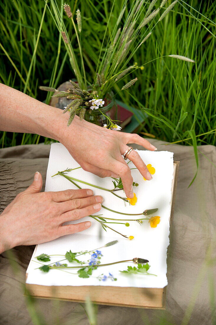 Frau presst Wildblumen in Buch, Brecon, Powys, Wales, UK