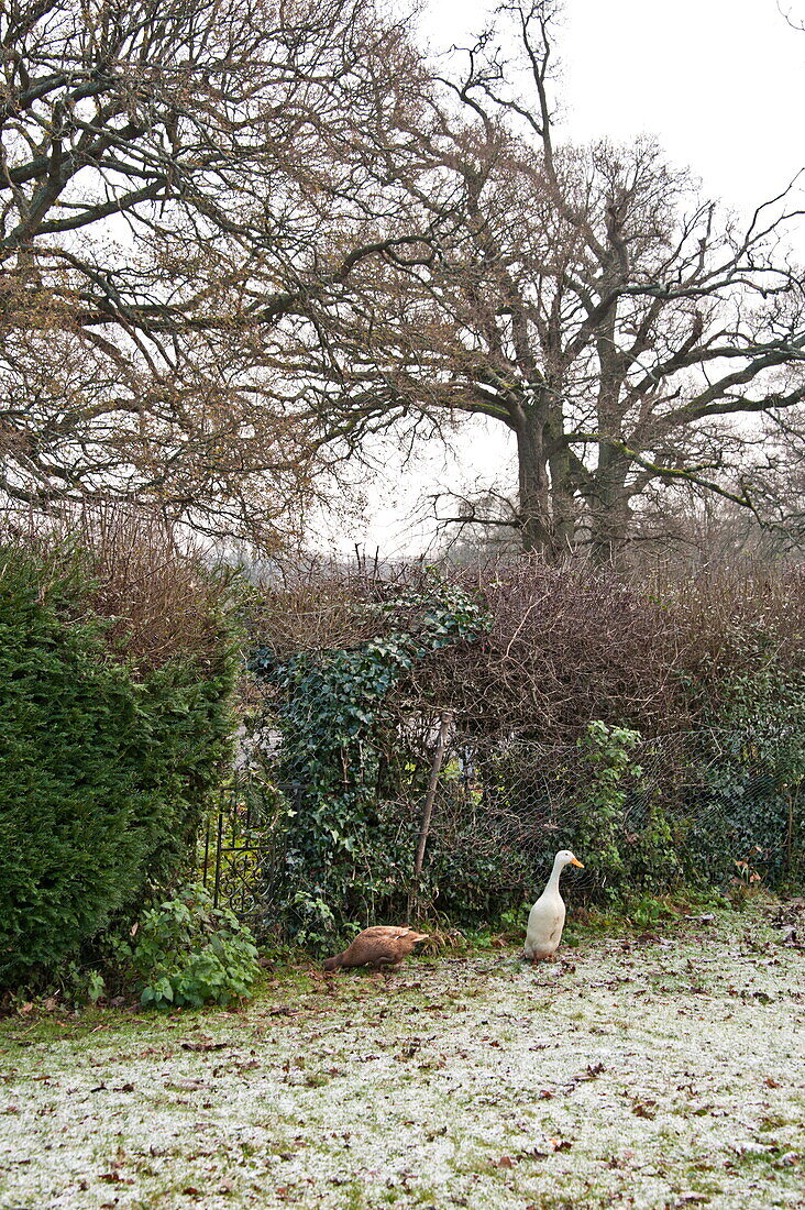 Enten im Garten eines Hauses in Shropshire im Winter, England, Vereinigtes Königreich