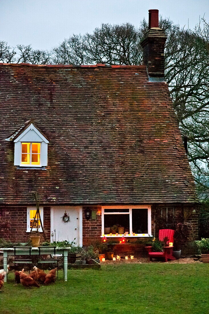 Chickens in back garden of lit Shropshire cottage, England, UK