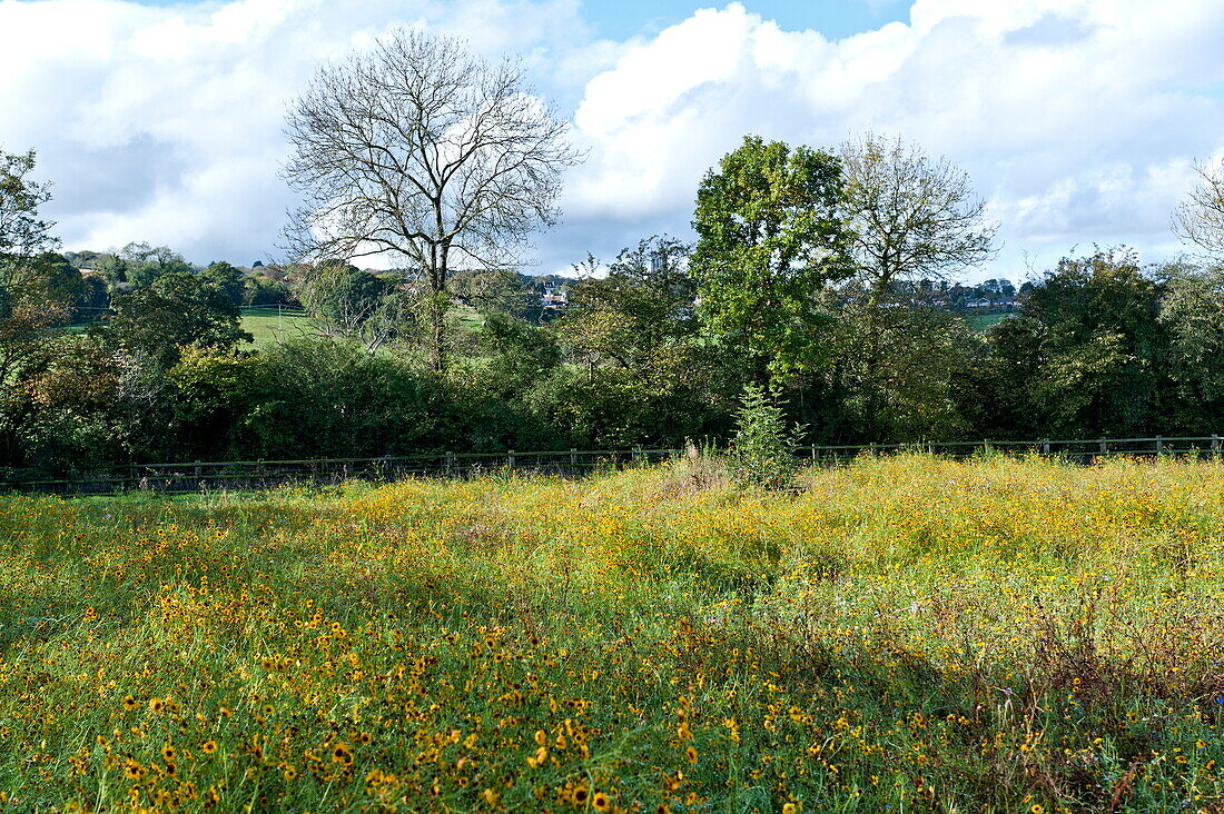 Field of wildflowers in rural Blagdon, Somerset, England, UK