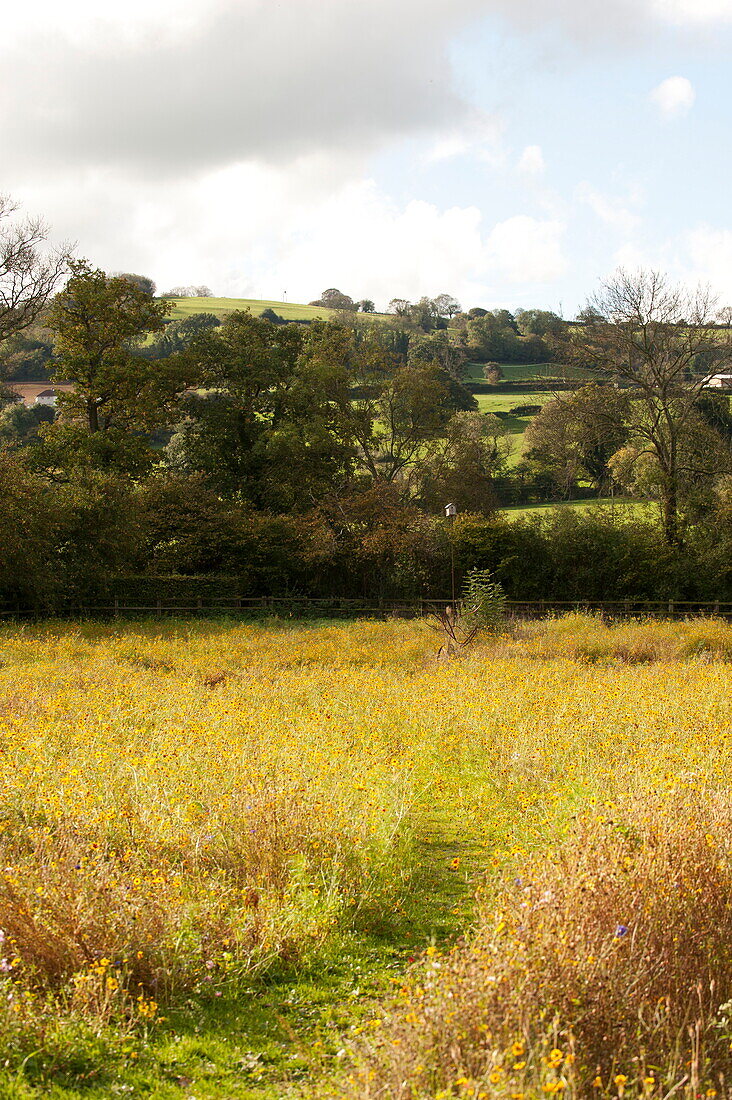 Weg durch ein Feld in ländlicher Umgebung in Blagdon, Somerset, England, UK