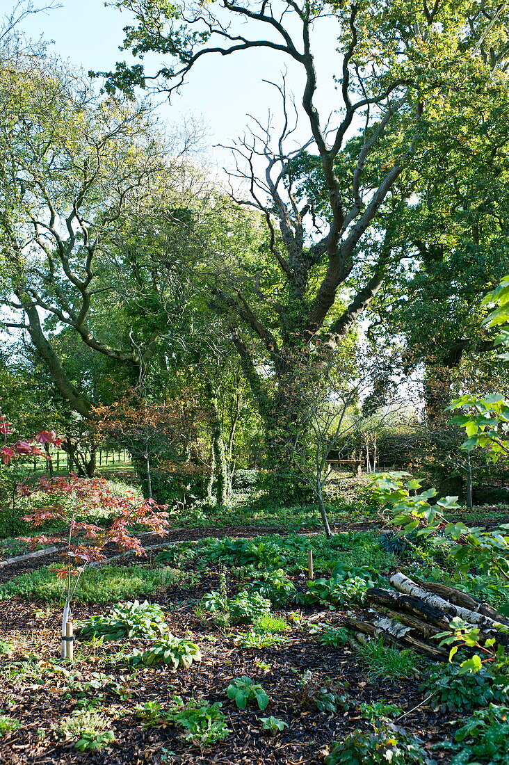 Holzhackschnitzel in einem ländlichen Garten in Blagdon, Somerset, England, UK