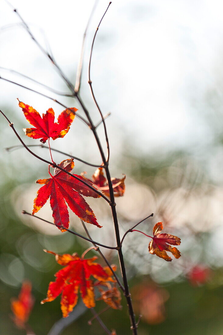Herbstblätter in ländlicher Umgebung in Blagdon, Somerset, England, UK