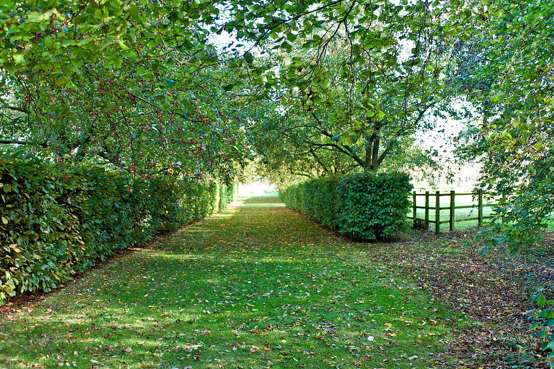 Weißdorn (Crataegus) und Hecken im Hintergarten, Blagdon, Somerset, England, UK