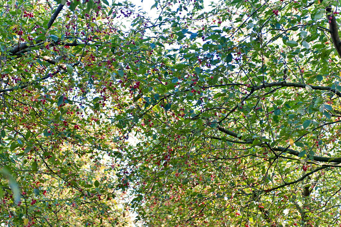 Zweige und Beeren eines Weißdorns (Crataegus) im Garten, Blagdon, Somerset, England, UK