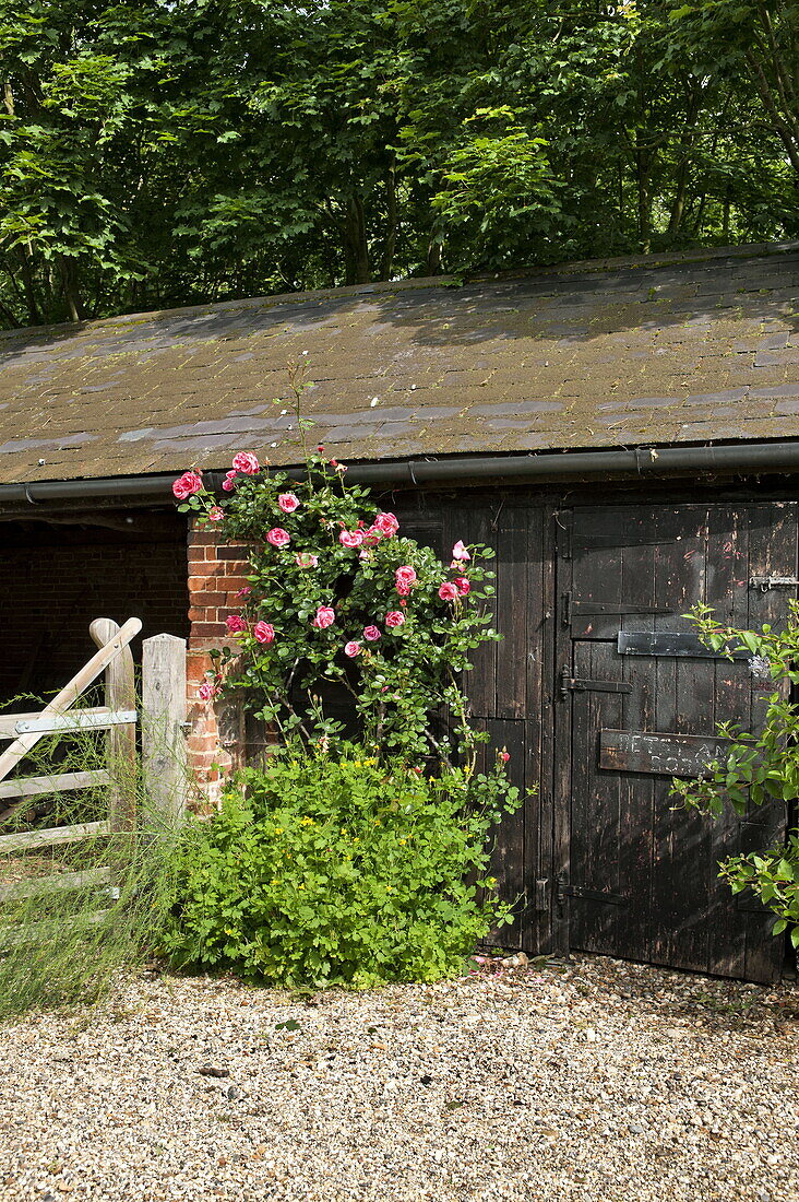 Climbing rose and gat at outhouse exterior of Essex/Suffolk home, England, UK