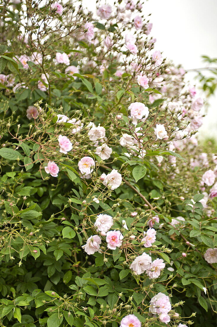 Rosa blühender Rosenstrauch im Garten eines Hauses in Essex/Suffolk, England, UK