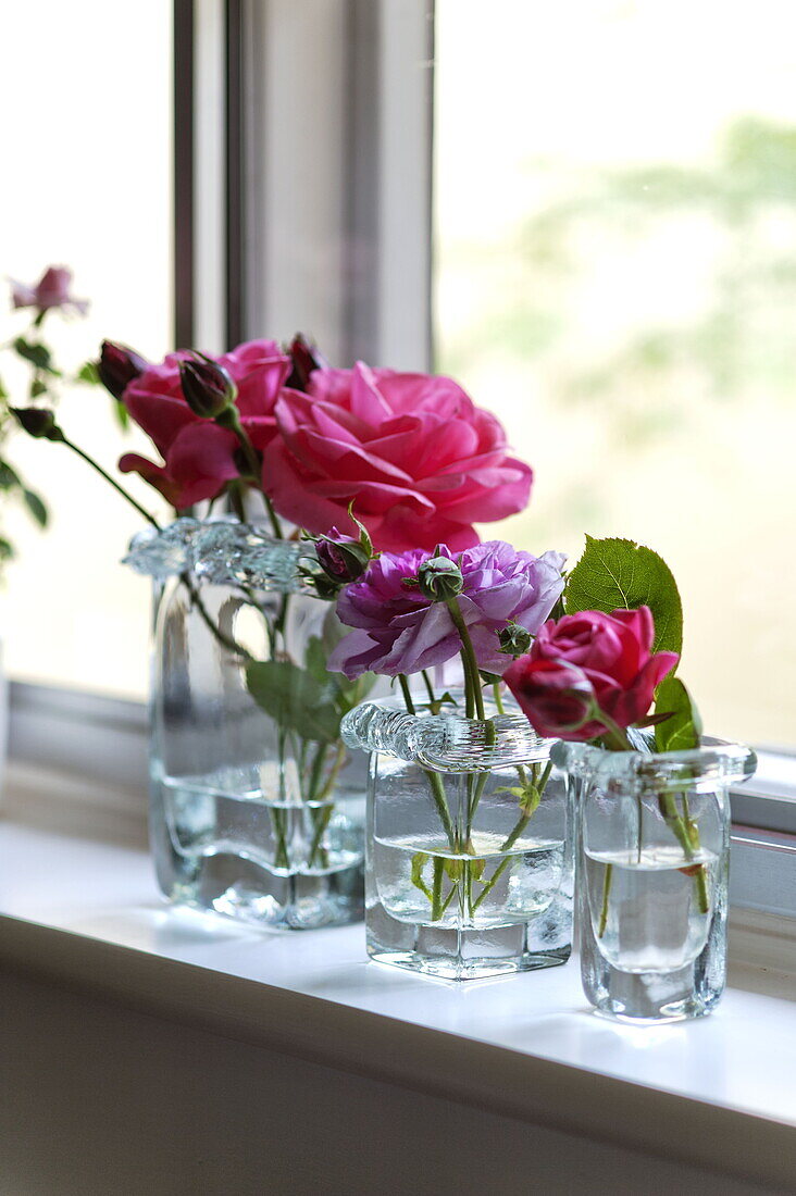 Single stem red roses in glass vases on windowsill of contemporary Suffolk/Essex home, England, UK
