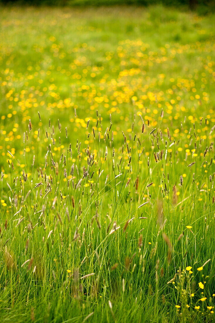 Feld mit Hahnenfuß (Ranunculus) und Gräsern in Brecon, Powys, Wales, UK