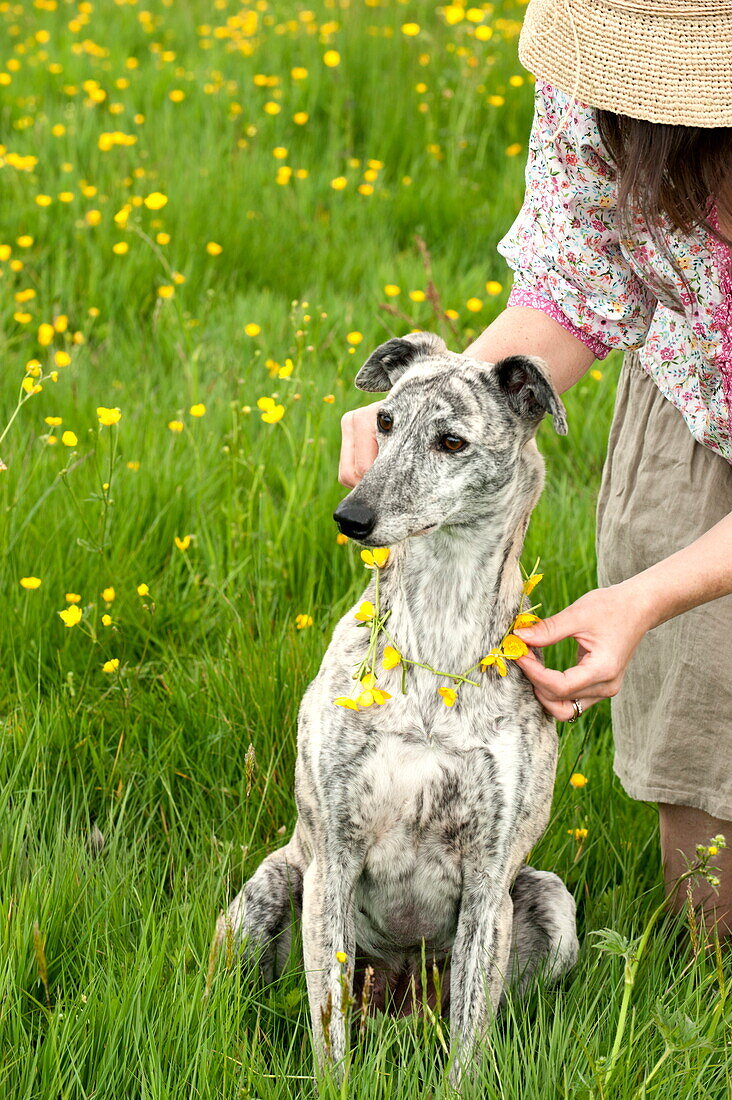 Frau platziert Hahnenfußkette (Ranunculus) auf Hund, Brecon, Powys, Wales, UK