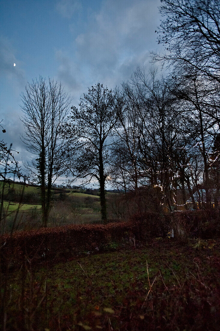 Bare trees in rural countryside Tregaron Wales UK
