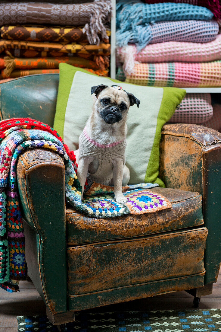 Pet dog on old leather armchair with crochet blanket in Tregaon shop interior Wales UK
