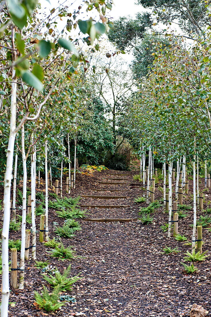 Fruit trees and steps in orchard of Blagdon garden, Somerset, England, UK