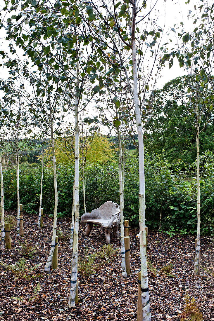 Baumschösslinge und behauener Holzsitz im Obstgarten von Blagdon, Somerset, England, Vereinigtes Königreich
