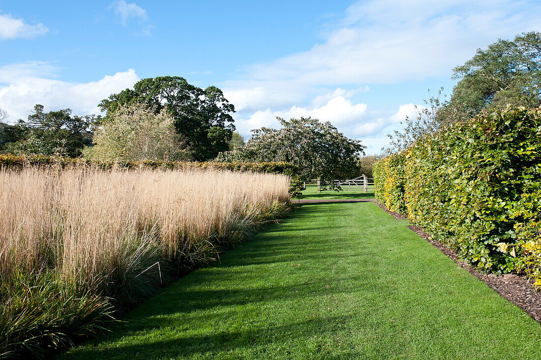 Hochgewachsenes Gras in einem ländlichen Garten, Blagdon, Somerset, England, Vereinigtes Königreich