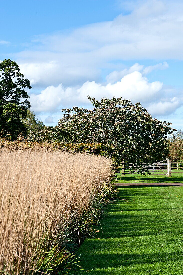 Hohe Graseinfassung und Obstbaum in ländlichem Garten, Blagdon, Somerset, England, UK