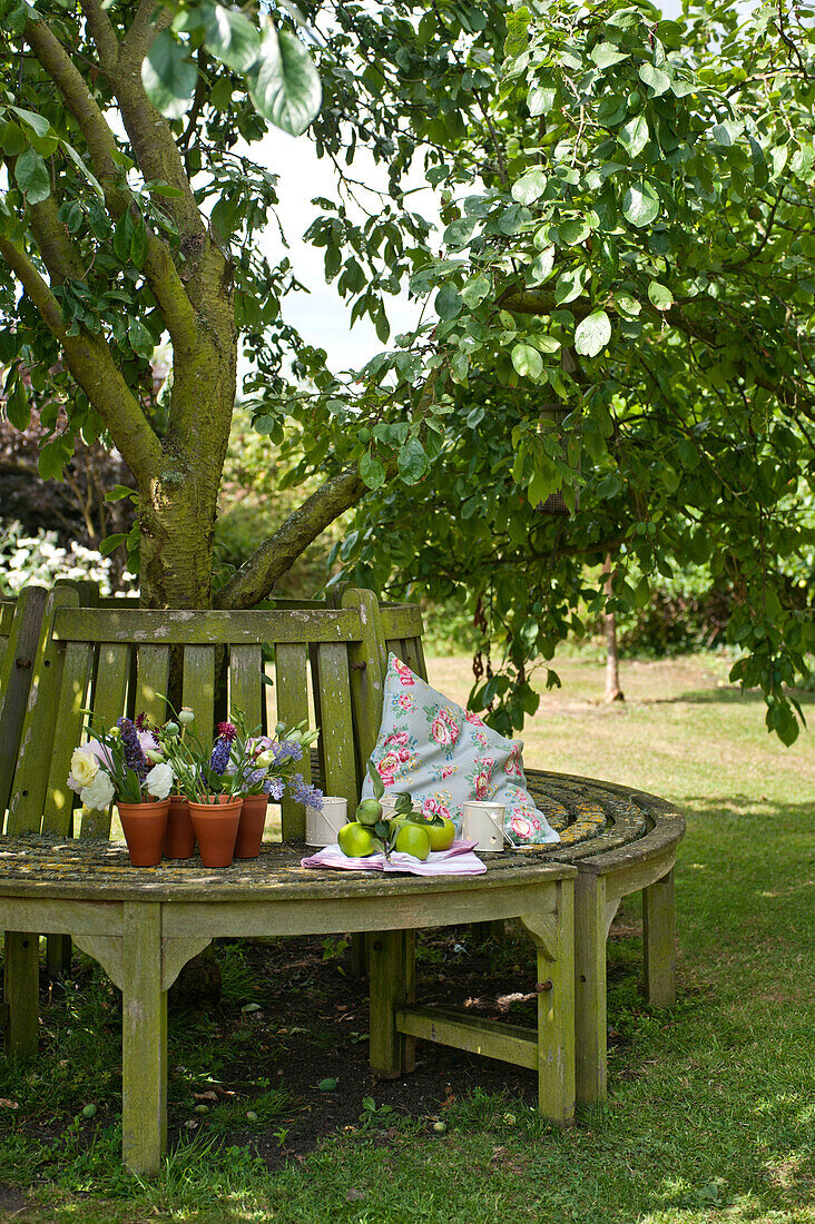 Terrakotta-Blumentöpfe auf einer runden Holzbank unter einem Apfelbaum