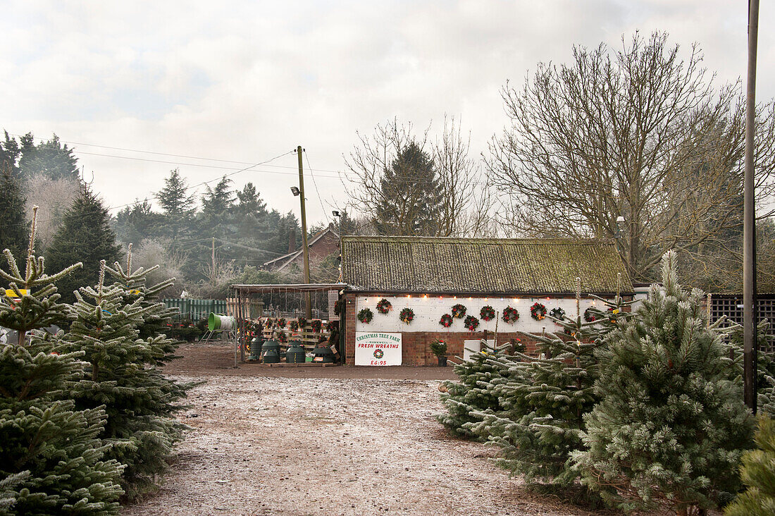 Christmas trees on Hawkwell tree farm with shop Essex England UK