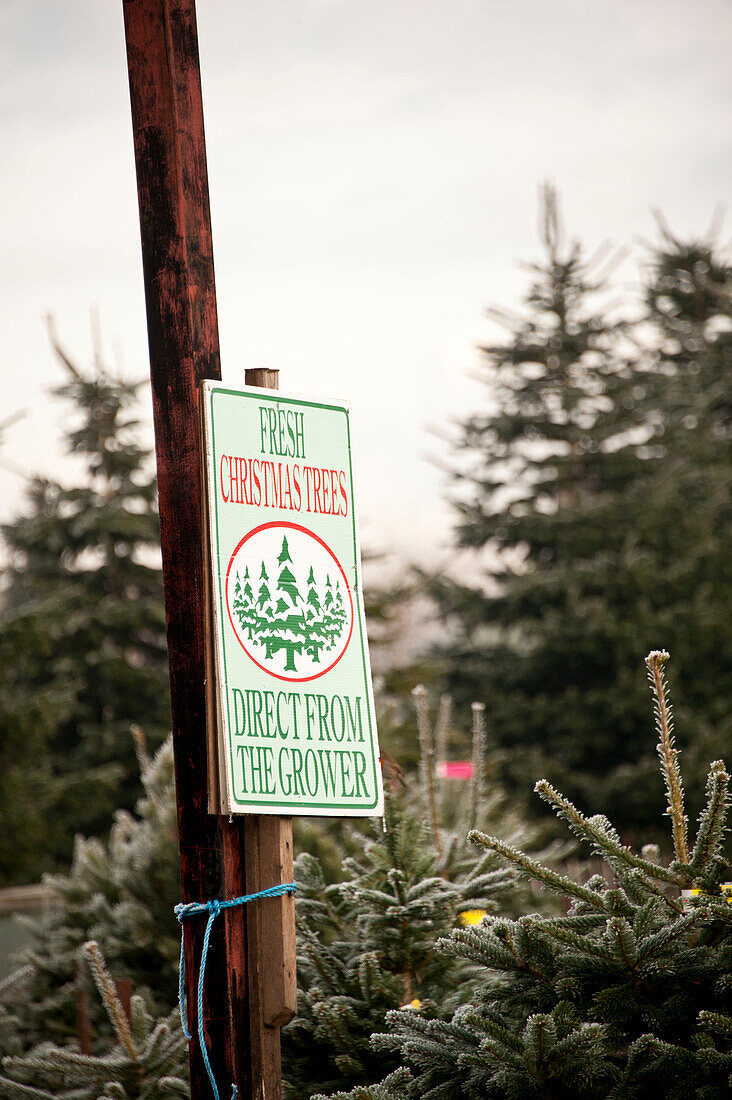 Schild an Weihnachtsbäumen auf der Hawkwell-Baumfarm in Essex, England UK