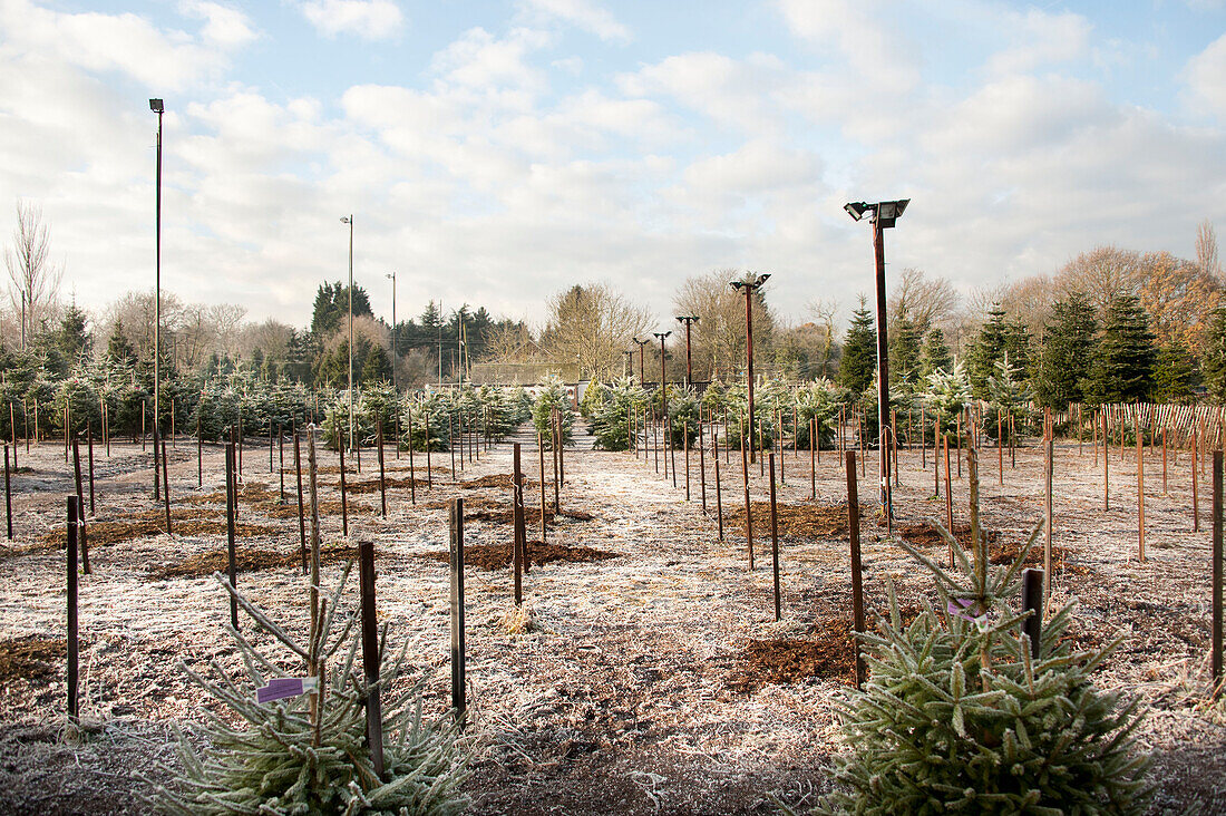 Christmas trees growing in frost on Hawkwell tree farm Essex England UK