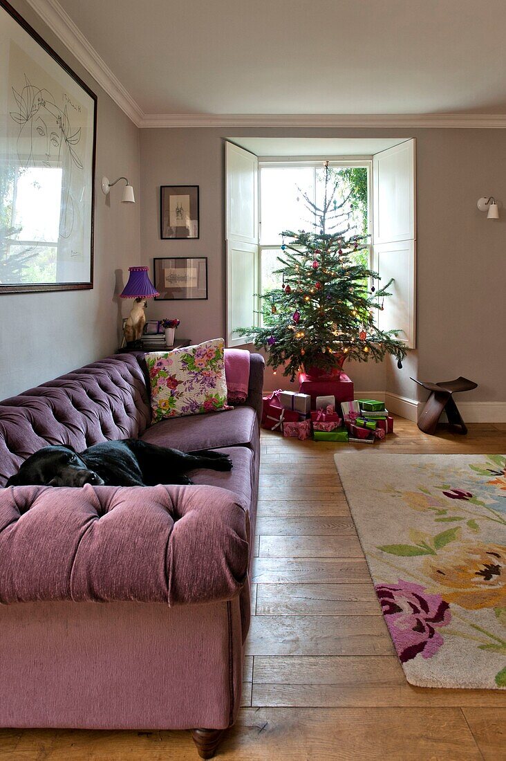 Hund schläft auf fliederfarbenem Sofa im Wohnzimmer eines Hauses in Penzance mit Weihnachtsbaum im Fenster Cornwall England UK