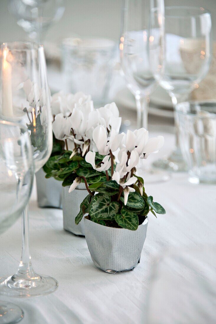 White flowers and wineglasses on dining table of Penzance family home Cornwall England UK