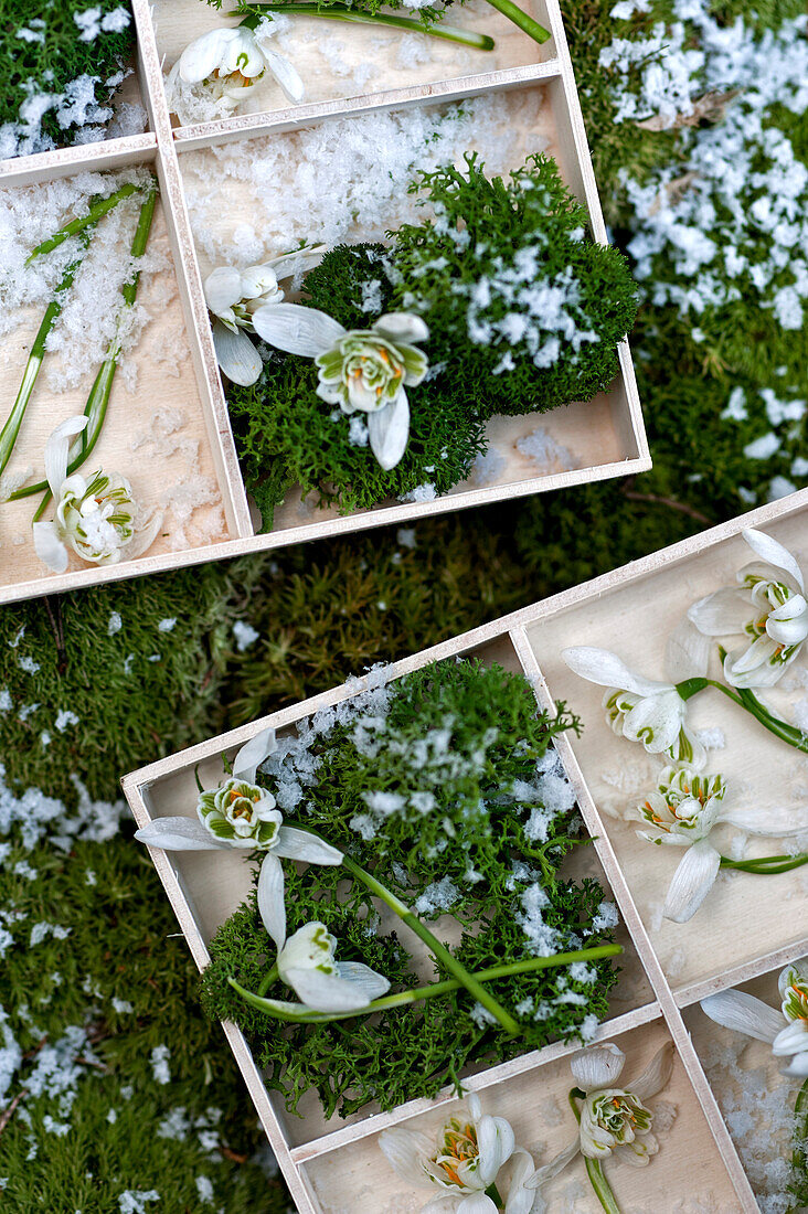 Snowdrop (Galanthus) with moss in wooden crates London England UK