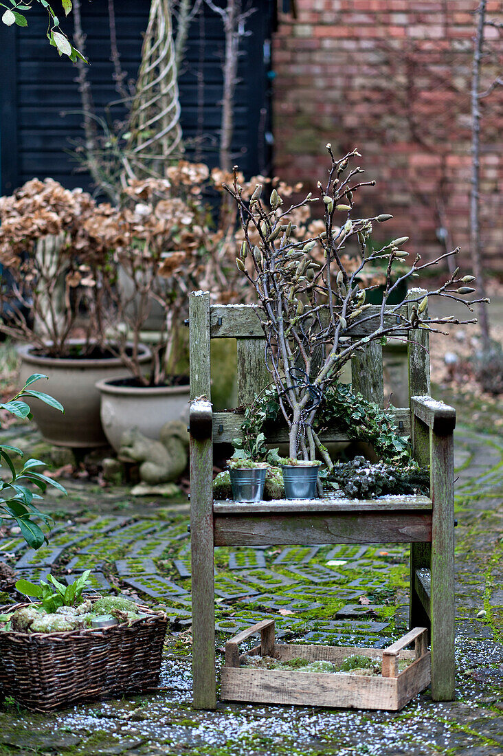 Magnolienknospen auf Holzstuhl mit Kiste im Garten in London England UK