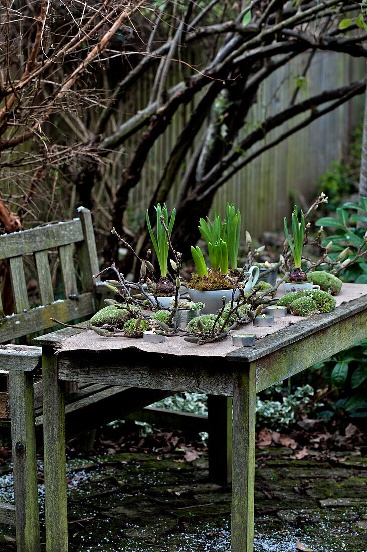 Narzissen- und Hyazinthenzwiebeln (Narcissus) auf Holztisch mit Bank in Londoner Garten England UK