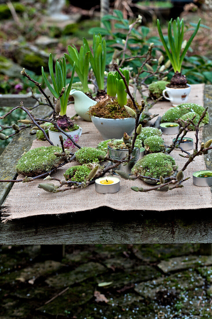 Krokuszwiebeln und Moos mit Magnolienzweigen auf einer hessischen Tischplatte im Londoner Garten England UK