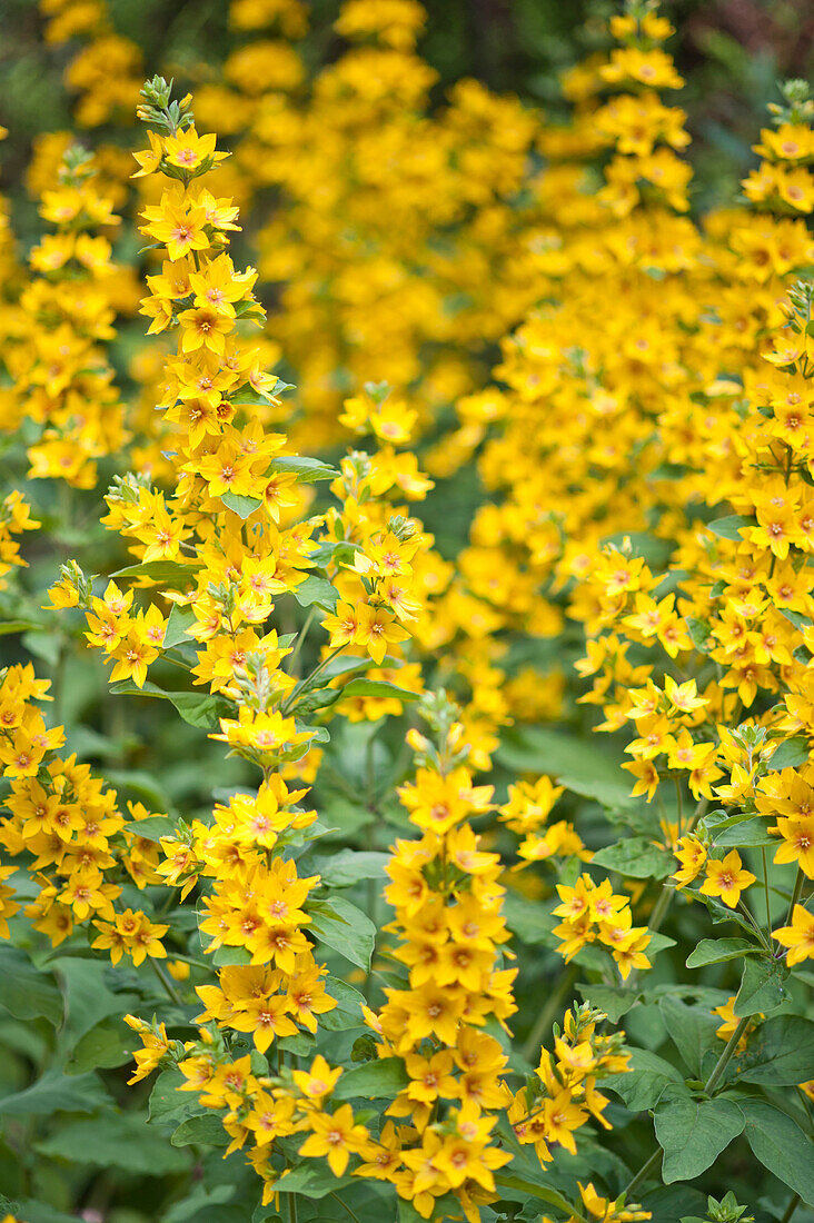 Gelb blühende Lysimachia im Garten in East Grinstead, Sussex, England UK