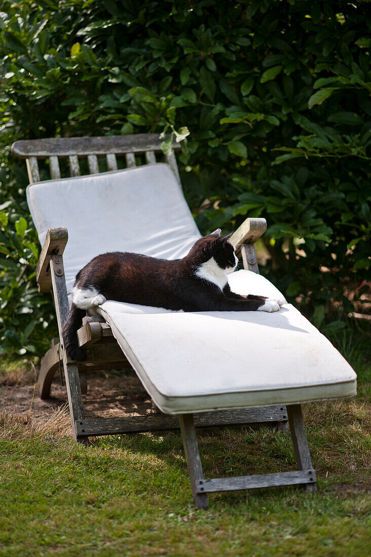 Katze auf dem Sitzkissen eines hölzernen Liegestuhls im Garten von East Grinstead, Sussex, England, UK
