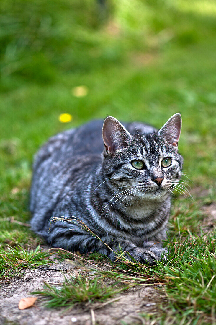 Tabby cat in East Grinstead garden Sussex England UK