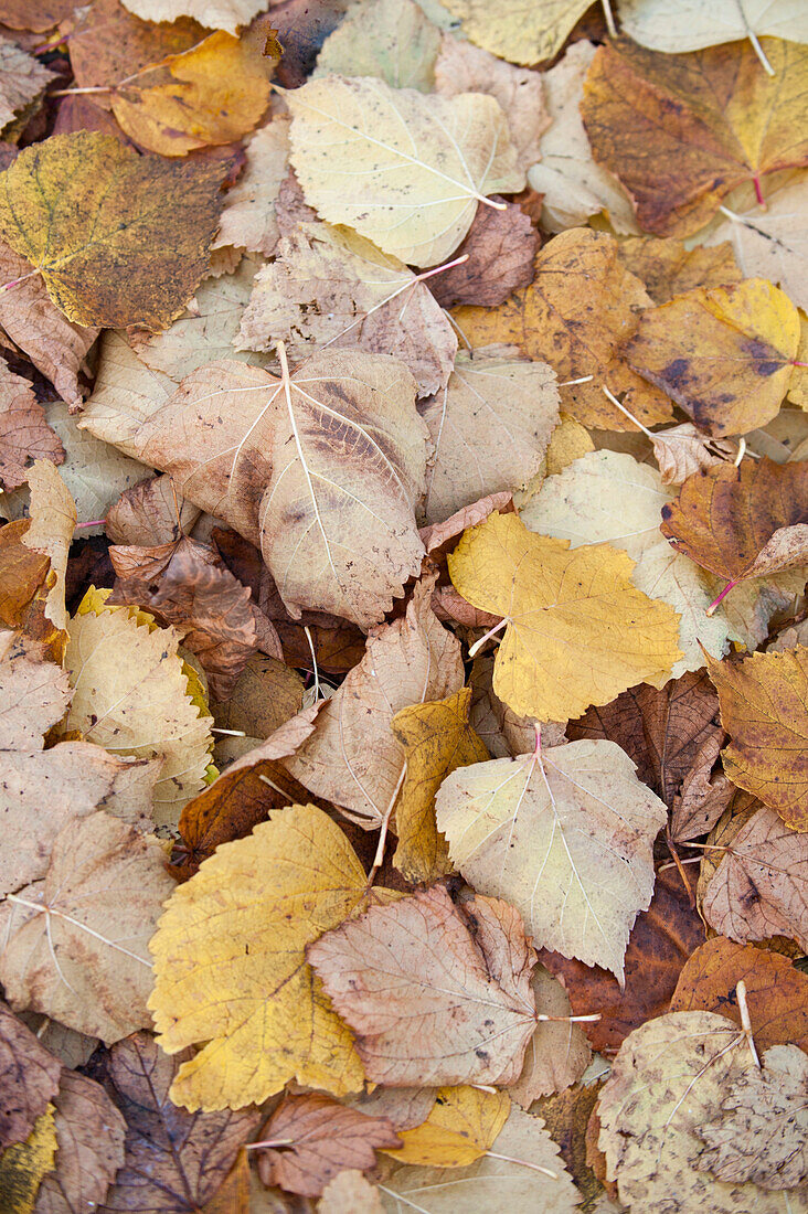 Vielfalt an gefallenen Herbstblättern, UK