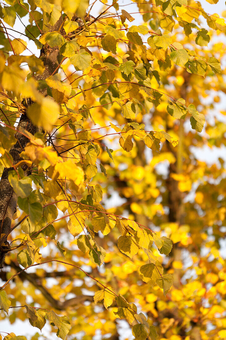Sonnenbeschienene gelbe Herbstblätter in Bäumen UK