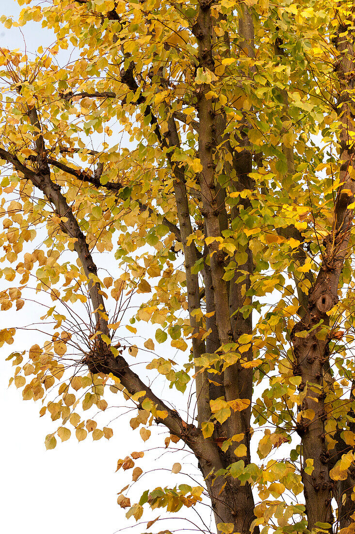 Gelbe Herbstblätter wechseln die Farbe UK